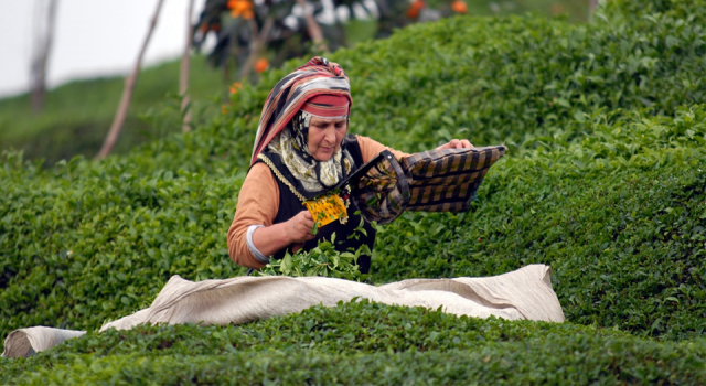 TZOB Başkanı Bayraktar: Özel sektörün, üreticiden aldığı çayın fiyatı 2 buçuk liraya düştü