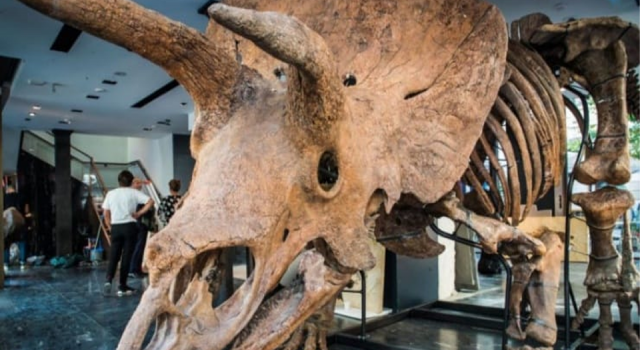 66 milyon yıllık ''Big John'' açık artırmaya çıkıyor