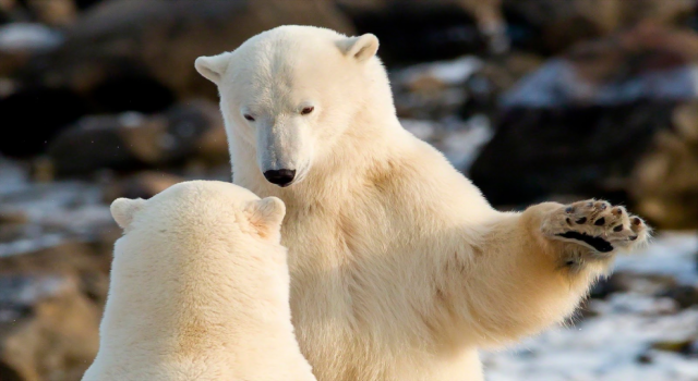 Buzullar eriyince kutup ayıları akrabalarıyla çiftleşmeye başladı