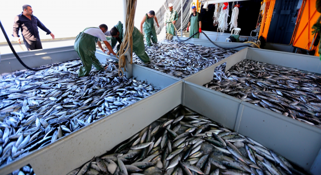 Fiyatların düşmesi için balıkçılar denizin soğumasını bekliyor