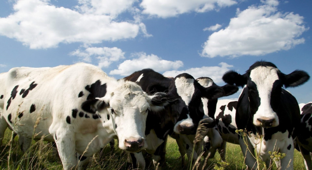 Sera gazını Azaltmak için ineklere tuvalet eğitimi