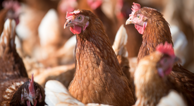 TÜİK açıkladı: Türkiye'de tavuk eti ve yumurtası üretimi azaldı