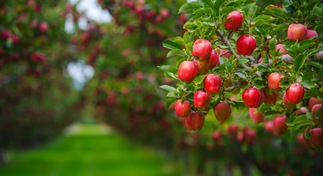Bir bahçede 766 gramlık "dev elma" yetişti