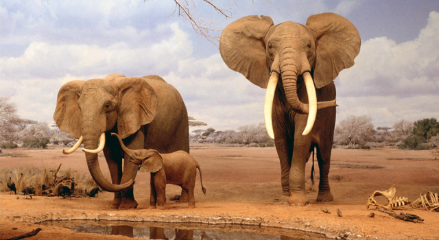Filler insanlıktan korunmak için mutasyon geçirdi: Artık dişsiz doğuyorlar