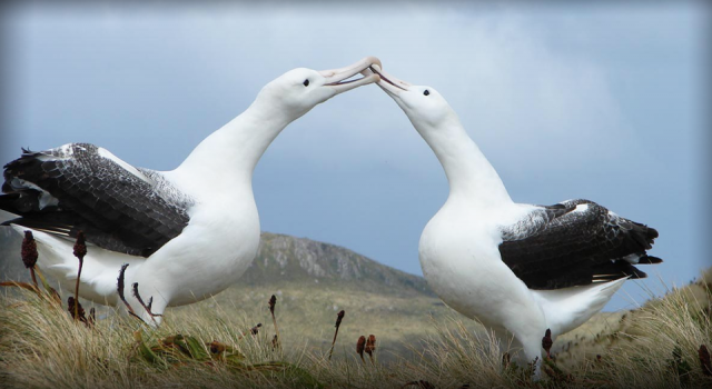 Albatrosların "ayrılık oranı" arttı