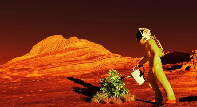 Bilim insanları Mars ortamında domates üretti