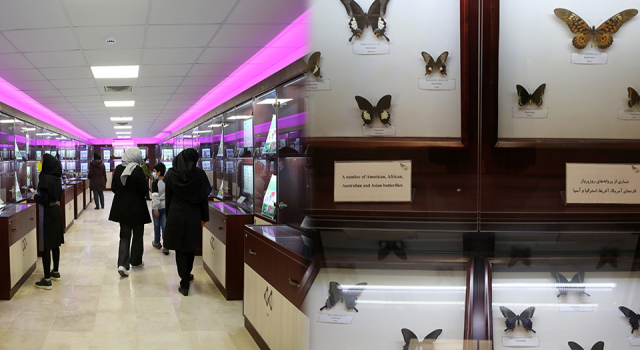 Bu müzede yaklaşık 60 ülkeden getirilen kelebekler sergileniyor