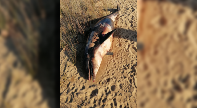 Balıkesir'de tüfekle öldürülen yunus kıyıya vurdu