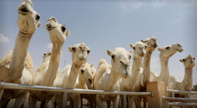 Estetikli develer güzellik yarışmasından atıldı