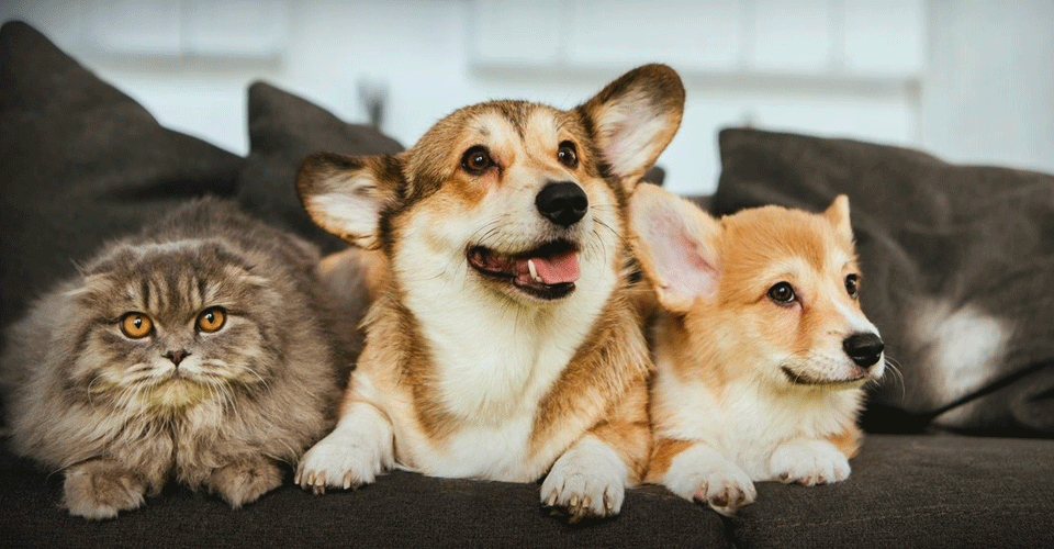 Evlerde bakılan kedi-köpek sayısına sınırlama gelebilir