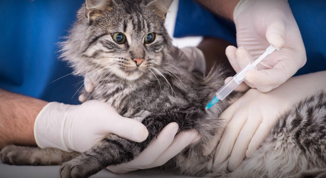 Kedi-Köpek karma aşı sorunu çözülüyor