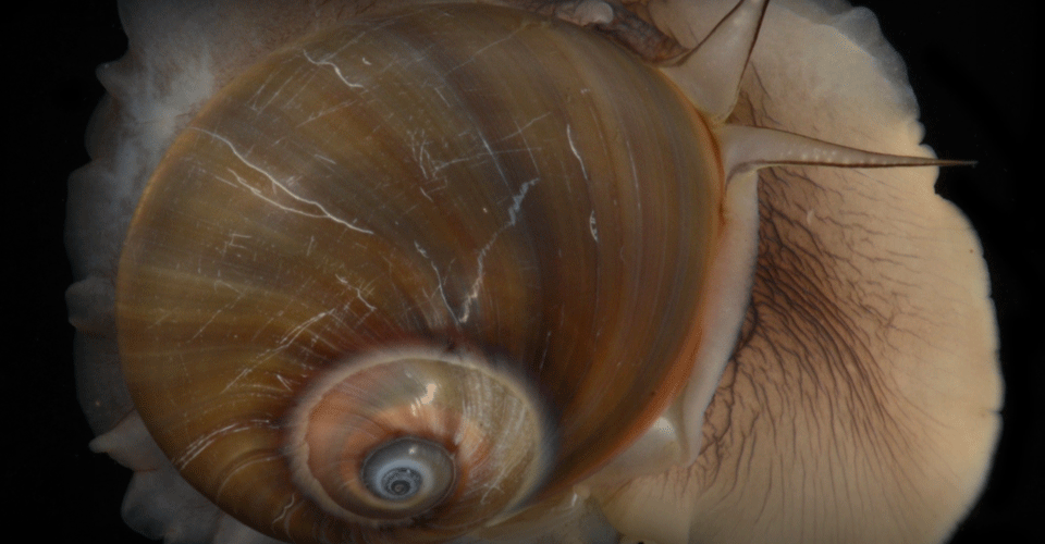 Yeni bir salyangoz türü keşfedildi