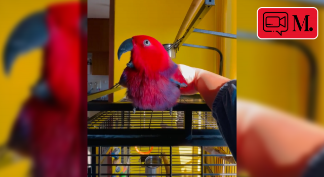 Bu papağan iPhone sesi çıkarıyor