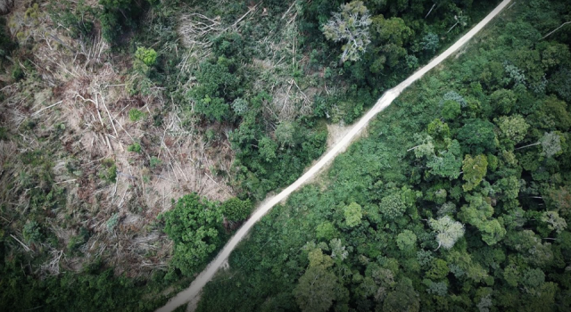 Dünyanın akciğerleri Amazon ormanlarında kayıp büyük!