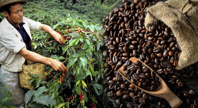 Küresel ısınma kahve bölgelerinde ağır kayıplar yaratabilir!