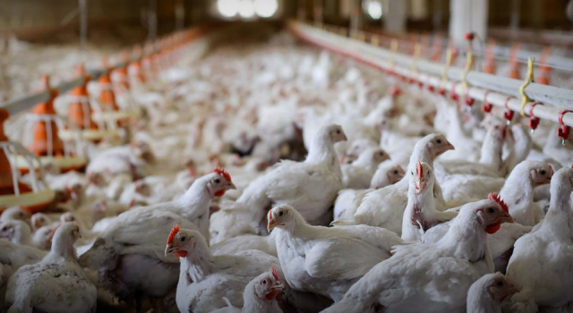 'Kuş gribi' paniği: 200 binden fazla tavuk itlaf edildi