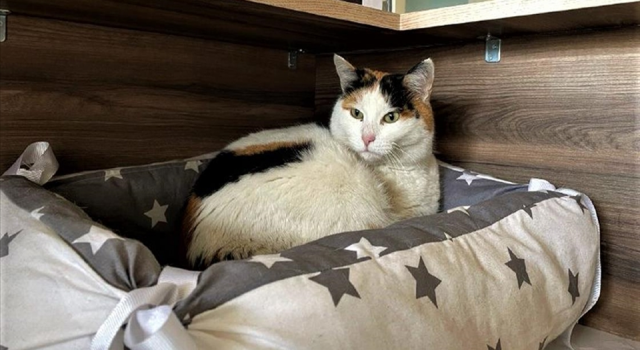 Sinop Hükümet Konağı'nın sevimli misafiri kedi 'Pakize'
