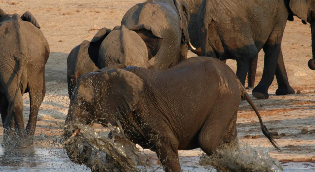 Sri Lanka'da plastik atıkları yutan 2 fil daha öldü