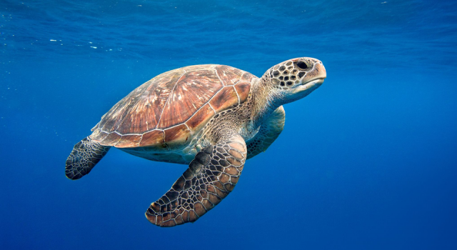 Deniz kaplumbağaları depremleri algılayabilir mi?