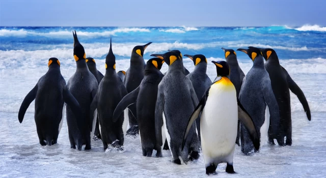 Afrika penguenlerinin soyu on yıllar içinde tükenebilir