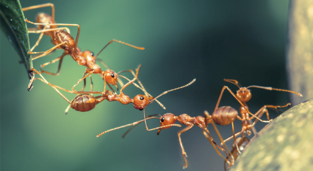 Araştırma: Karıncalar kanserli hücreleri koklayarak ayırt edebiliyor