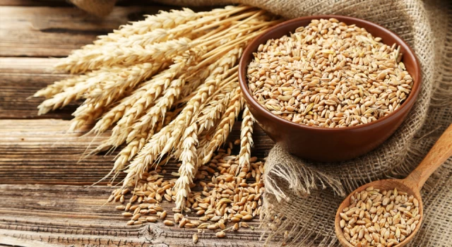 Buğdaya yüzde 22 zam; Ekmek ve un fiyatlarına yansıyacak
