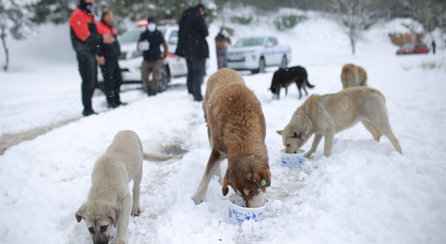 Kartal Belediyesi Karla Mücadele Çalışmalarını Sürdürüyor
