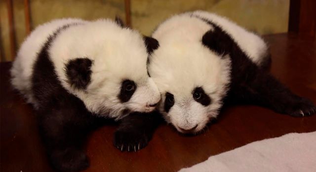 Madrid'deki ikiz pandalar ilk kez görüntülendiler