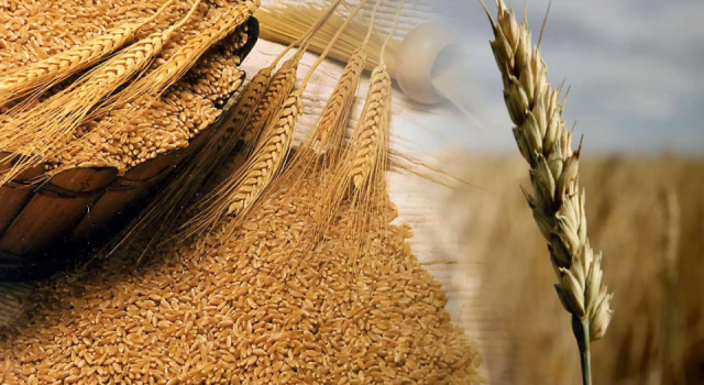 Rusya-Ukrayna savaşından sonra buğday fiyatlarında rekor artış