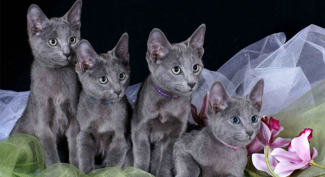 Uluslararası Kedi Federasyonu'ndan Rus kedilerine "yaptırım" kararı
