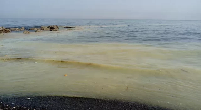 Mersin'de arı ölümleri; denizde sarı polen tabakası oluştu