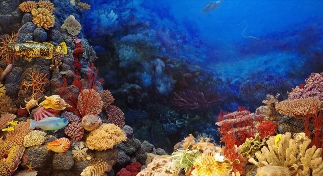 Avustralya, bu yıl Büyük Mercan Resifi’nin yüzde 90’ında ağarma görüldüğünü açıkladı