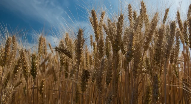 Buğday fiyatları rekor seviyeye yaklaştı