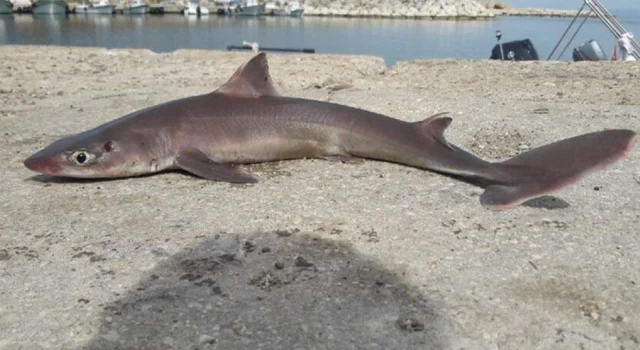 Edirne'de balıkçı oltasına camgöz köpekbalığı takıldı