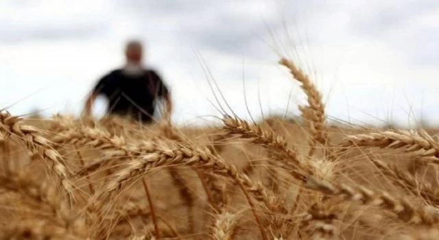 Hindistan'tan buğday ithal etmeye başlandığı iddialarına bakanlıktan yalanlama