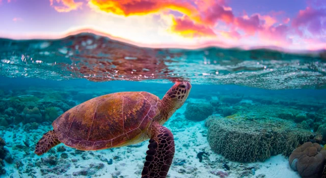 Kaplumbağaların okyanusta yönlerini bulma yöntemi