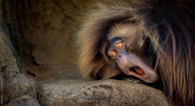 Primatlar insanlara göre neden daha fazla uyuyor?
