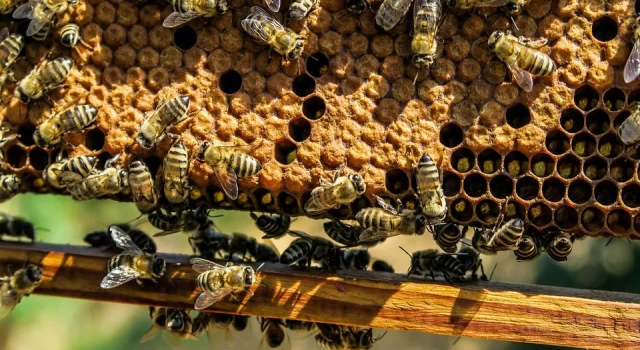 Tekirdağ'da kovanlara zarar verildi; 4 milyon arı öldü