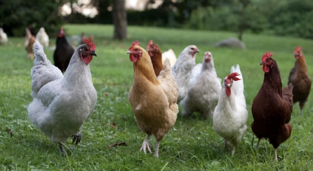 TÜİK: Martta tavuk eti üretimi arttı, içme süt üretimi azaldı
