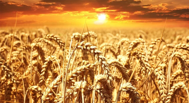 Türkiye tarihinde bir ilk: Hindistan'dan 50 bin yon buğday ithal edildi