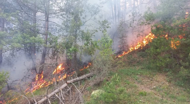 Bolu'daki orman yangınında 1 hektar alan zarar gördü