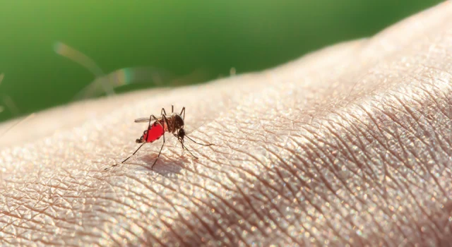 Sivrisinekler neden bazı insanları daha fazla ısırır?