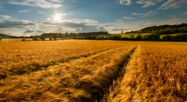 Türkiye, Venezuela'da buğday ekecek
