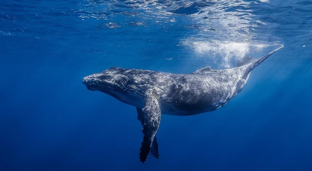 Balinalar Dünya’yı nasıl soğutuyor?