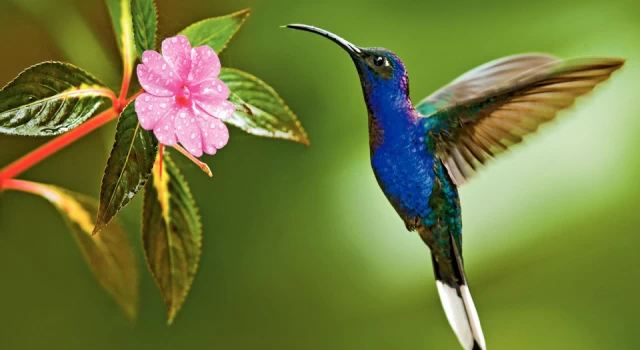 Dünyanın en renkli kuş türünün “Sinek Kuşu” olduğu ortaya çıktı