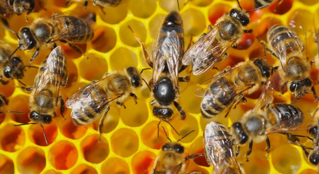 Kraliçe arı ve işçi arı arasındaki farklar