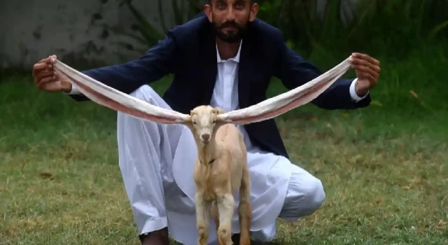 Uzun kulaklı yavru keçi, Pakistan medyasının yeni yıldızı oldu