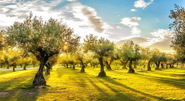 Zeytin Ağaçları 7.000 Yıl Önce Evcilleştirilmiş