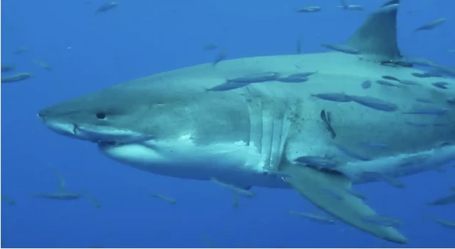 Çin’de büyük beyaz köpek balığı yiyen influencer hakkında soruşturma başlatıldı