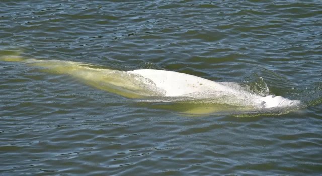 Fransa'da nehirde mahsur kalan balina için zaman daralıyor